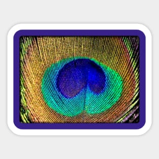 Peacock feather Sticker